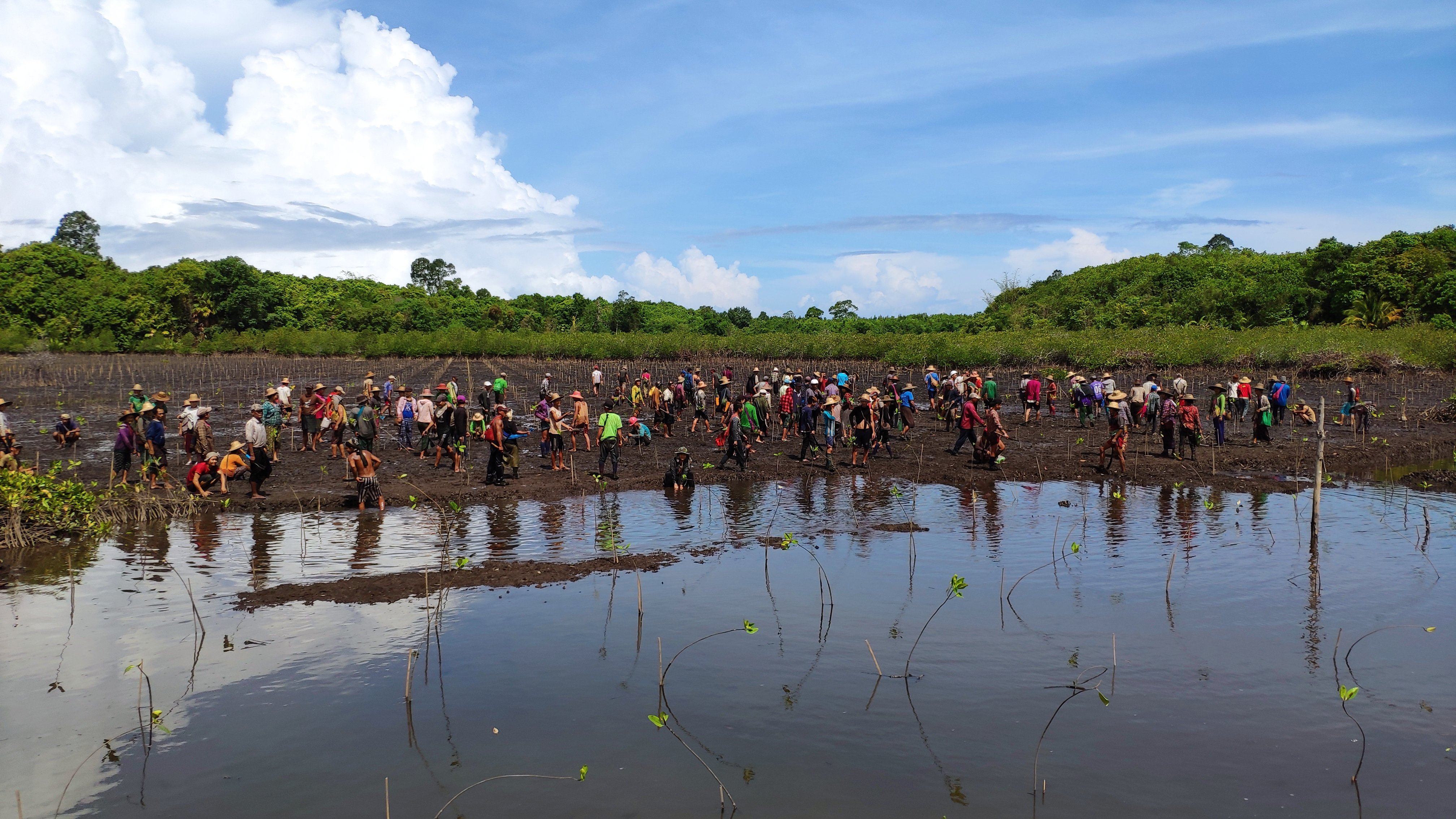 Tree Planting